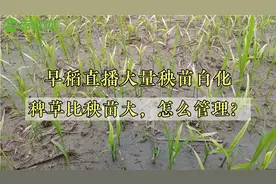 早稻直播大量秧苗发黄、白化，茎叶防除稗草选择安全性高的除草剂