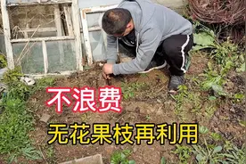 烟台无花果这么好吃，剪掉的枝条不要浪费，未来又是一棵大树视频封面