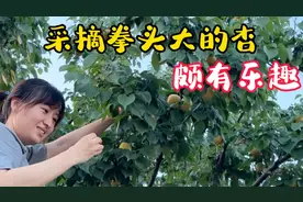 工作之余去朋友家采摘，拳头大的应季水果，最关键的是杏核都能吃