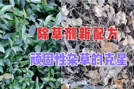 顽固性杂草用什么除草剂？草铵膦里加点它，各种杂草藤条全死光！视频封面
