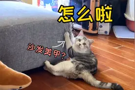 猫咪犯错被抓后的反应，也太好笑了吧？掩饰躲避，眼神全是戏！视频封面