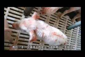 教你一手：仔猪渗出性皮炎（油皮病）三天搞定！视频封面