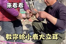 如果家里的小鹿犬几个月都不立耳朵，不妨看看，教你给小鹿犬立耳视频封面