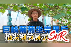 巨峰葡萄做完果以后要进行第二次掐尖了到底留多少个叶片产量高呢视频封面