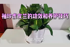 袖珍虎皮兰的功效和养护技巧视频封面