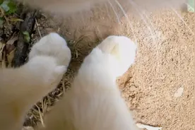 猫猫一天没回家别担心，有可能是在野外露营视频封面