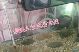 错换人生抢房大战许敏要回房子理所应当，但查找真相才是主要方向视频封面