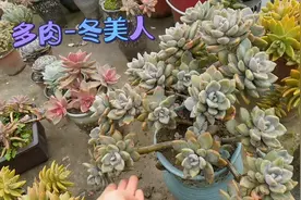 多肉冬美人，最好养活的多肉，用大盆种长得快视频封面