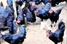 鸡场老鼠多一招全扫光