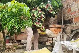 农村大叔养本地蜜蜂，这蜂渣放到哪里都是，蜜糖卖70块一斤视频封面