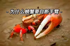 抓回来的螃蟹为什么要自断手臂