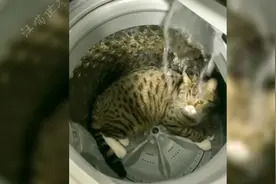 人类欺负小猫咪的名场面