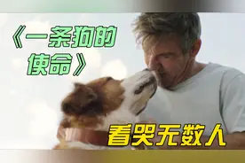 一只狗经过四世轮回，经历千辛万苦终于找到主人