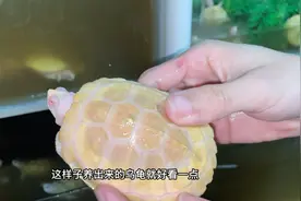 教你轻松养龟一个巴西龟视频封面