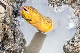 这货可以！干得开裂缝的塘，下点小雨鳝鱼就打洞出来打招呼咯！