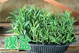 石竹花扦插爆盆的方法简单，这样扦插成活率100％,期待爆花