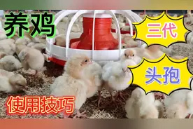 5个共性，学会使用三代头孢类药，你也是养鸡能手