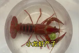 小龙虾产子视频封面