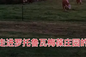 我愿再次走进神奇美丽的新西兰罗托鲁瓦小镇梅葆庄园的民宿！视频封面
