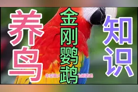 养鸟知识。金刚鹦鹉。体型最大的鹦鹉视频封面