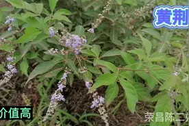 农村这种叫“黄荆”的植物，好多人都不知道？它的用途与价值。视频封面