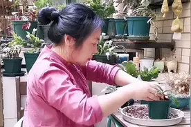 盲目跟风买回家的垂丝茉莉小苗怎么样了？