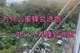 为什么蜜蜂会逃跑，外行人养殖会逃跑视频封面