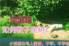 猫妈妈教猫宝宝爬树的方式，值得很多家长借鉴！视频封面