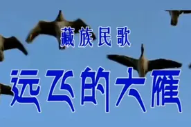 大雁请你快快飞，捎个信儿到北京，翻身农奴想见恩人毛主席❤️🌹视频封面