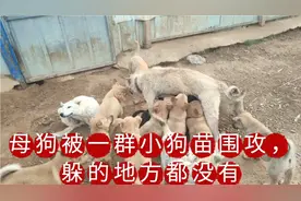 小狗苗和狗妈妈重逢，直接扑过去，激动的不得了视频封面