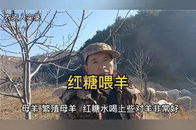 红糖水喂羊好，繁殖母羊更需要，老羊倌：长年喝最好