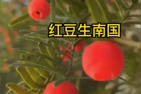 红豆杉果果🍒🍒🍒干果泡水喝，鲜果泡酒，适量益处多多，整起来✌视频封面