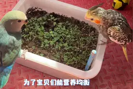 当你爱鸟儿时，它们也会非常爱你，爱是相互的，看看它们的反应吧