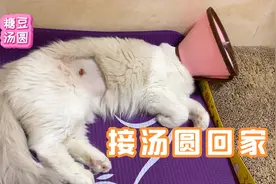 绝育手术后第三天，接猫咪回家，回到家后猫咪精神状态立刻好很多