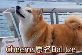 用1分41秒带大家简单了解Cheems，包括他最后的时光 #Cheems