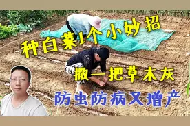 种白菜有1个小技巧，撒一把草木灰，杀虫防病还增产
