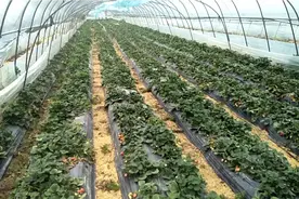 无锡到苏州的342省道封闭，草莓老板草莓无法销往无锡，只能喂羊视频封面