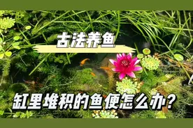 古法养鱼没有过滤，堆积的鱼便怎么处理视频封面