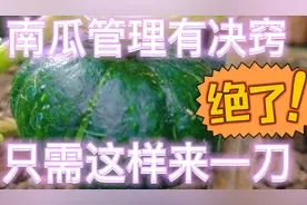 南瓜主蔓长到1.5-2米掐尖，在30-40cm处割一刀，后期一棵顶5棵。