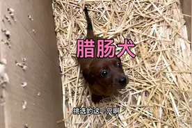 腊肠犬，小型短毛犬，捉鼠小能手视频封面
