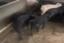 标准内三元黑猪体型完美视频封面