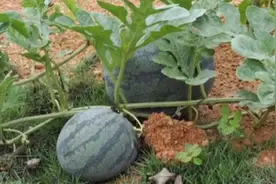 朋友种植的西瓜和甜瓜全裂了，一问才知道，原来是这里出了错视频封面