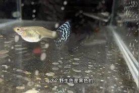 孔雀鱼的母鱼快生的时候有这样的表现，不会判断的来看看