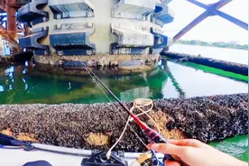 桥墩下面全是鱼怎么办？这该死的路亚资源视频封面