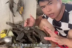 外来物种害鱼清道夫废物利用做饲料视频封面