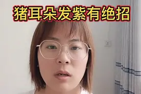 猪耳朵发紫有绝招