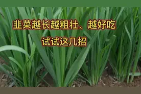 韭菜越长越细怎么办？不妨试试这几招，越长越粗壮，越好吃视频封面