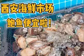 西安海鲜市场鲍鱼卖出亲民价格 看看多少钱一个?听了简直不敢相信视频封面