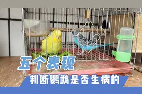 可以判断鹦鹉是否生病的五个行为表现，你知道几个？