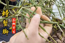 螃蟹脚又称茶精，寄生于古树上，被誉为茶界的“冬虫夏草”！视频封面